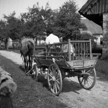 Transporting a Pig, 1951 - Social History Research with Genealogy Slovenia